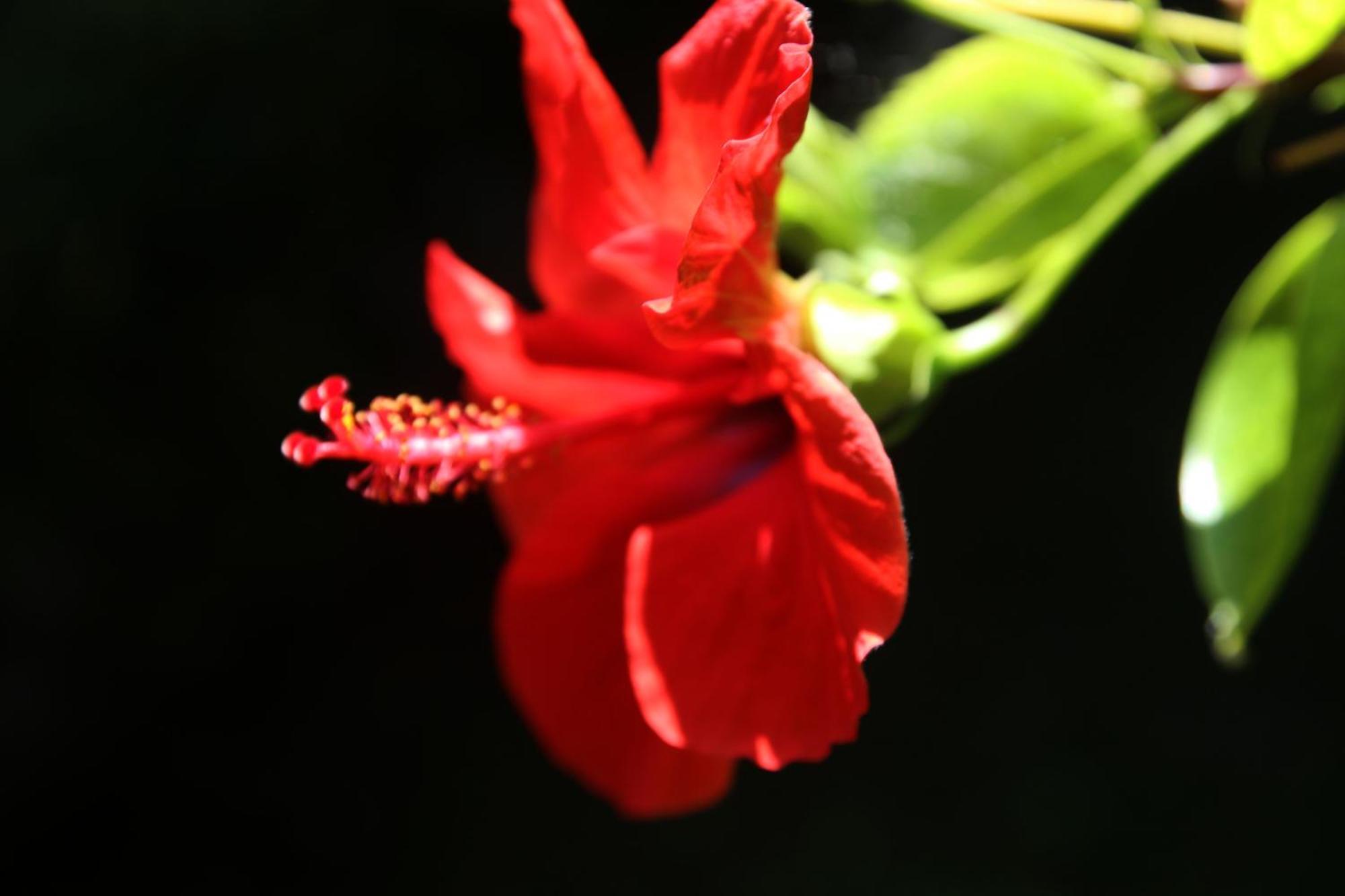 Gardens Downtown Center Chania Elpida Villa エクステリア 写真